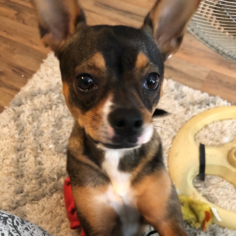 Meet your Posher, Emily